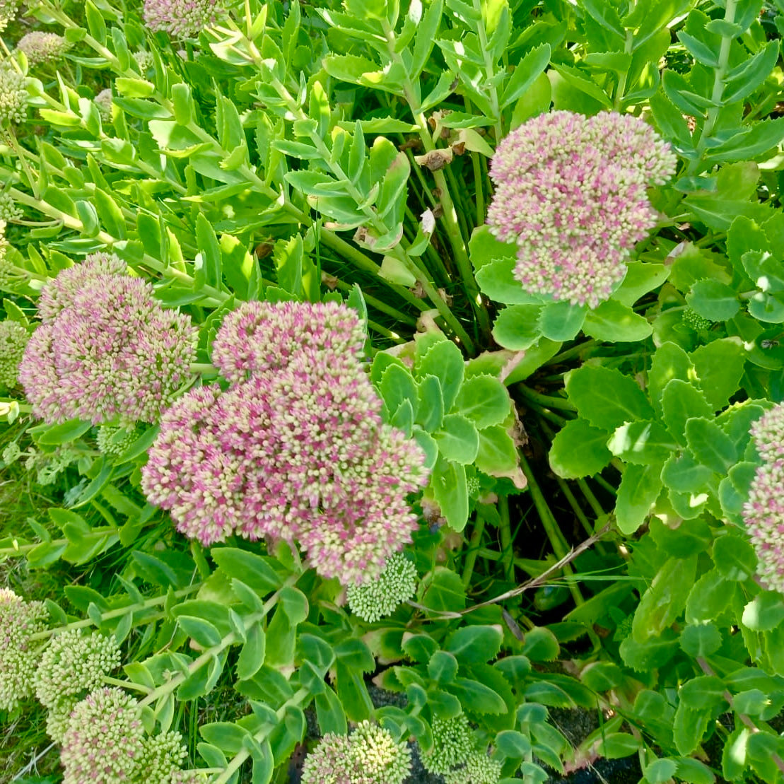 Stonecrop - SEDUM spectabile 'Autumn Joy'