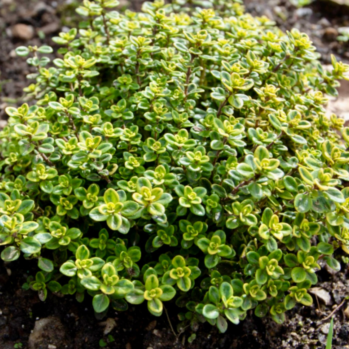 Thyme, Creeping Lemon - THYMUS x citriodorus 'Lemon'