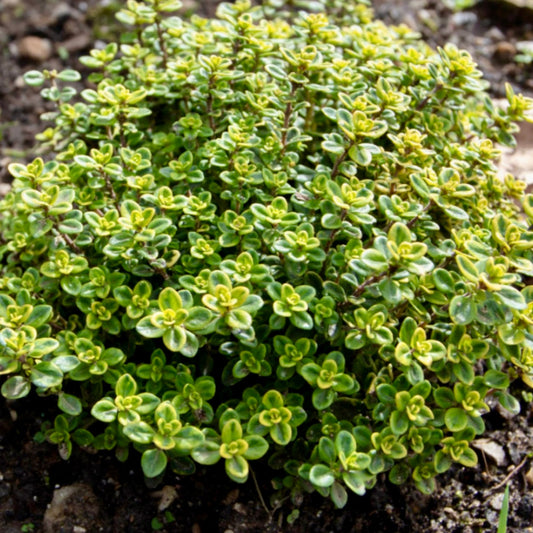 Thyme, Creeping Lemon - THYMUS x citriodorus 'Lemon'