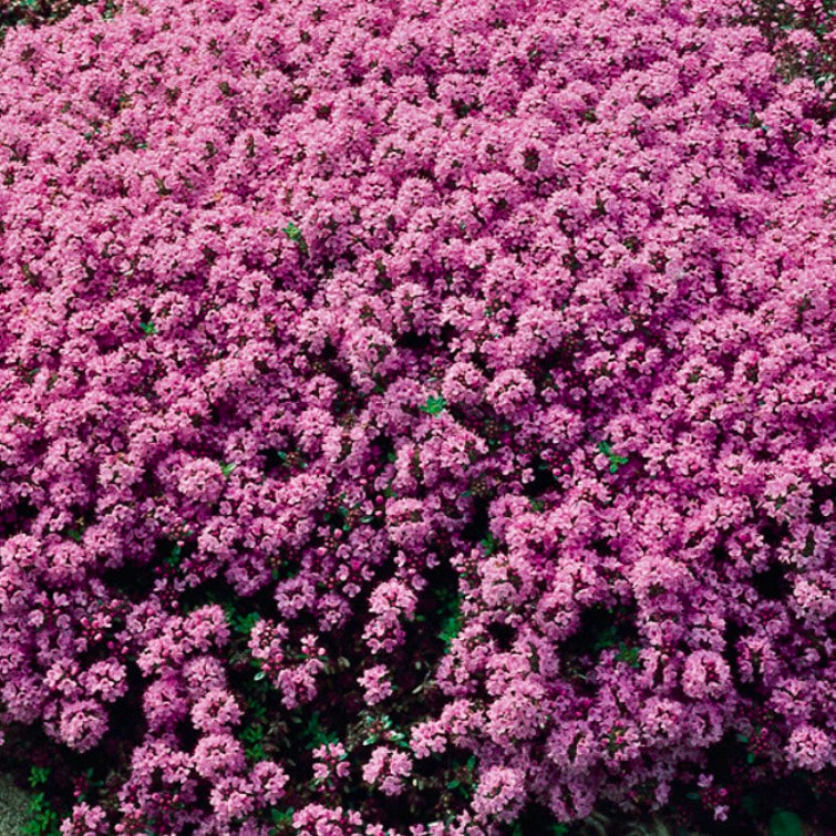 Thyme, Creeping - THYMUS serpyllum 'Purple'