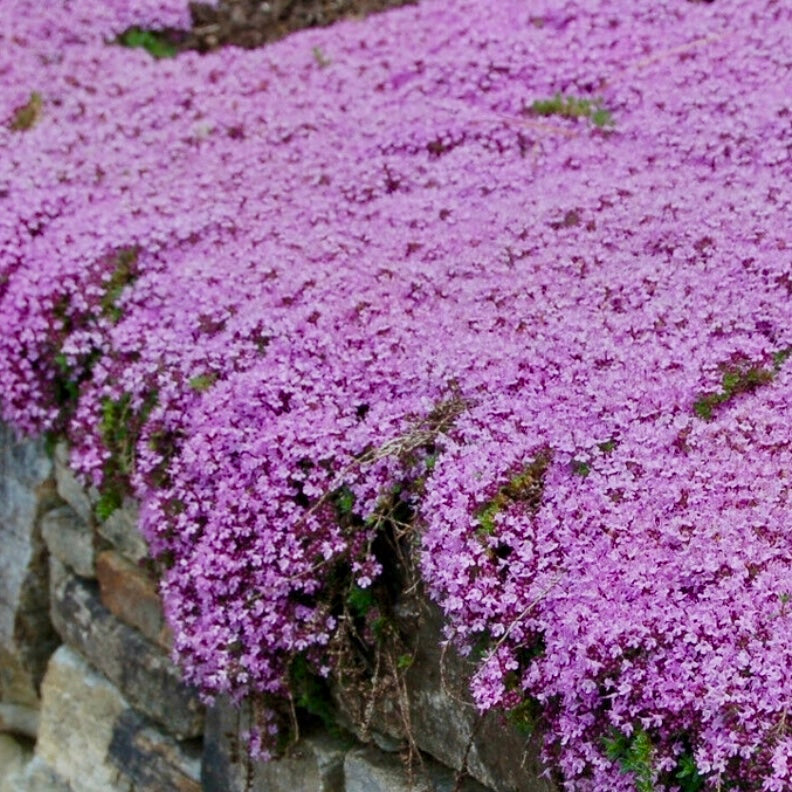 Thyme, Creeping - THYMUS serpyllum 'Purple'