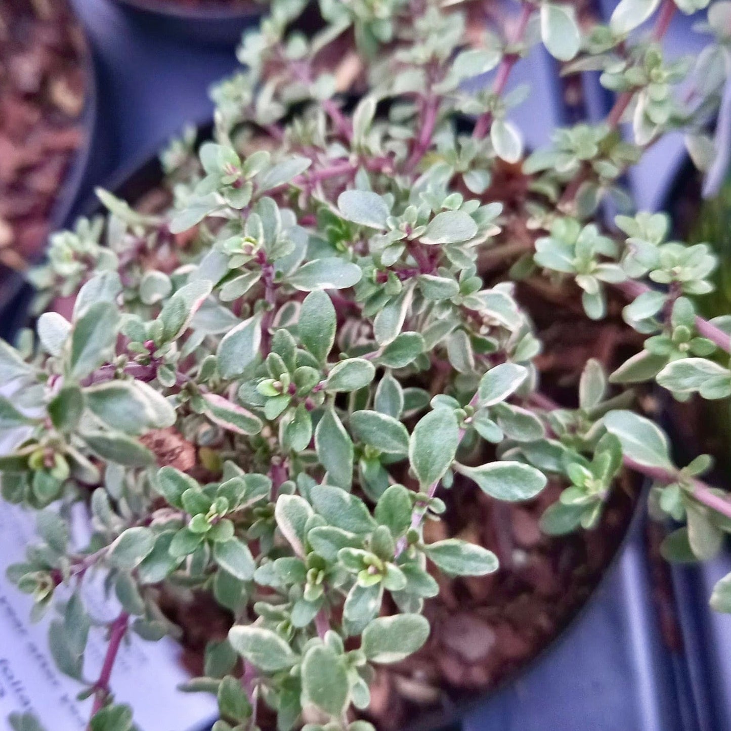 Thyme, Variegated Lemon - THYMUS citriodorus 'Silver Queen'