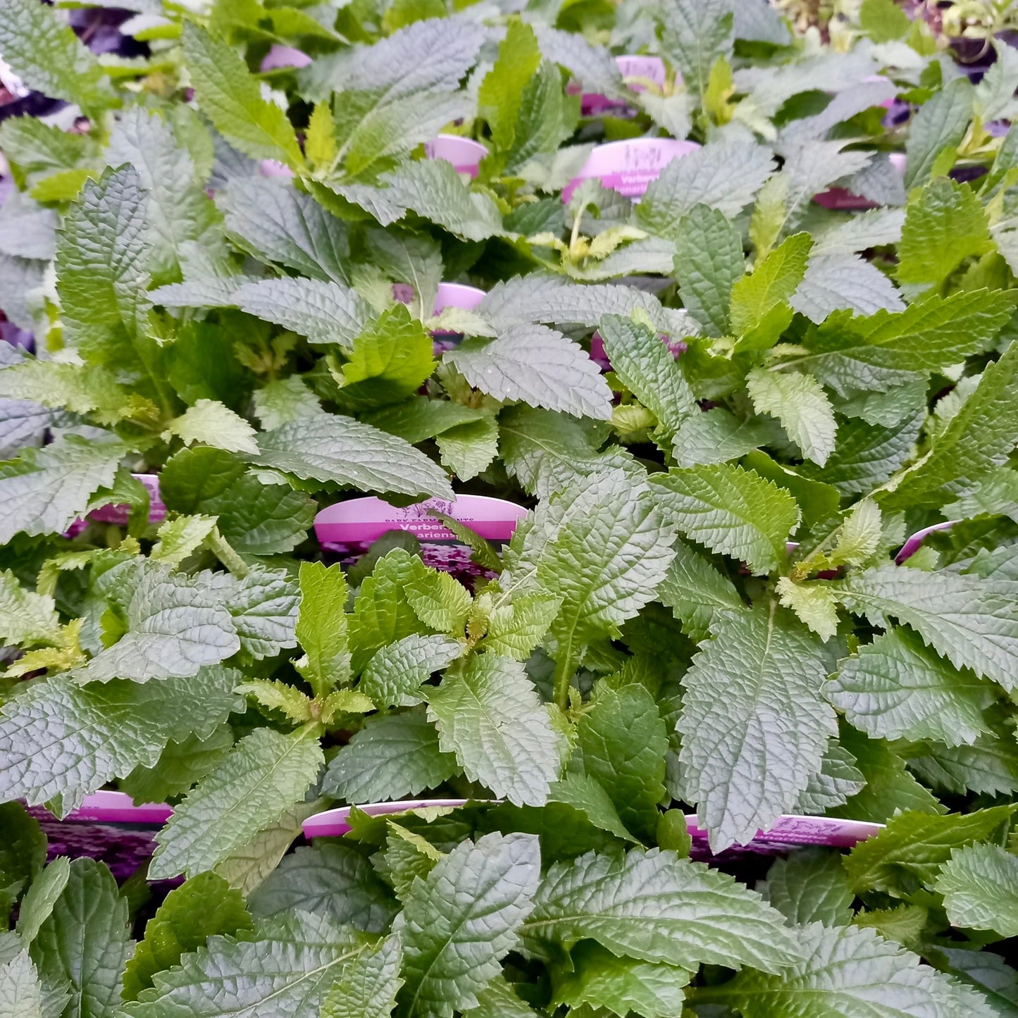 Verbena - VERBENA Bonariensis 'Lollipop'