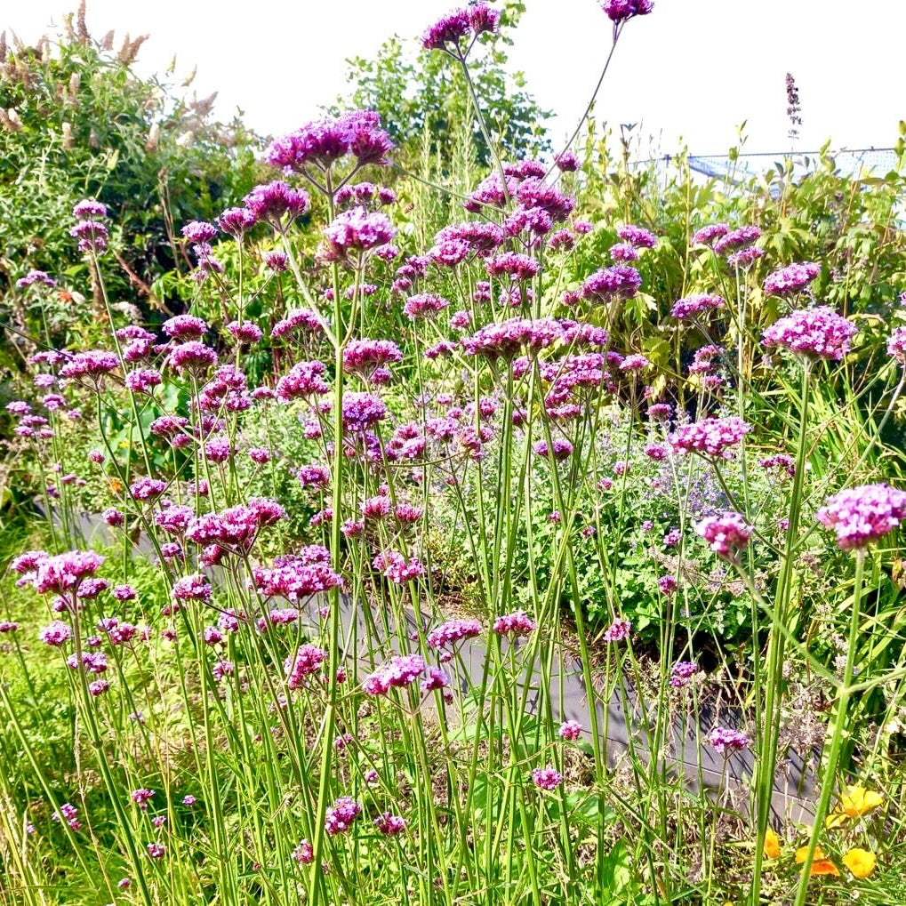 Verbena - VERBENA Bonariensis