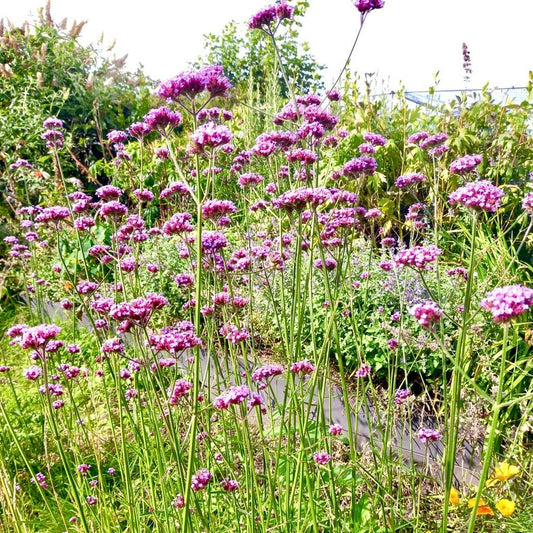 Verbena - VERBENA Bonariensis