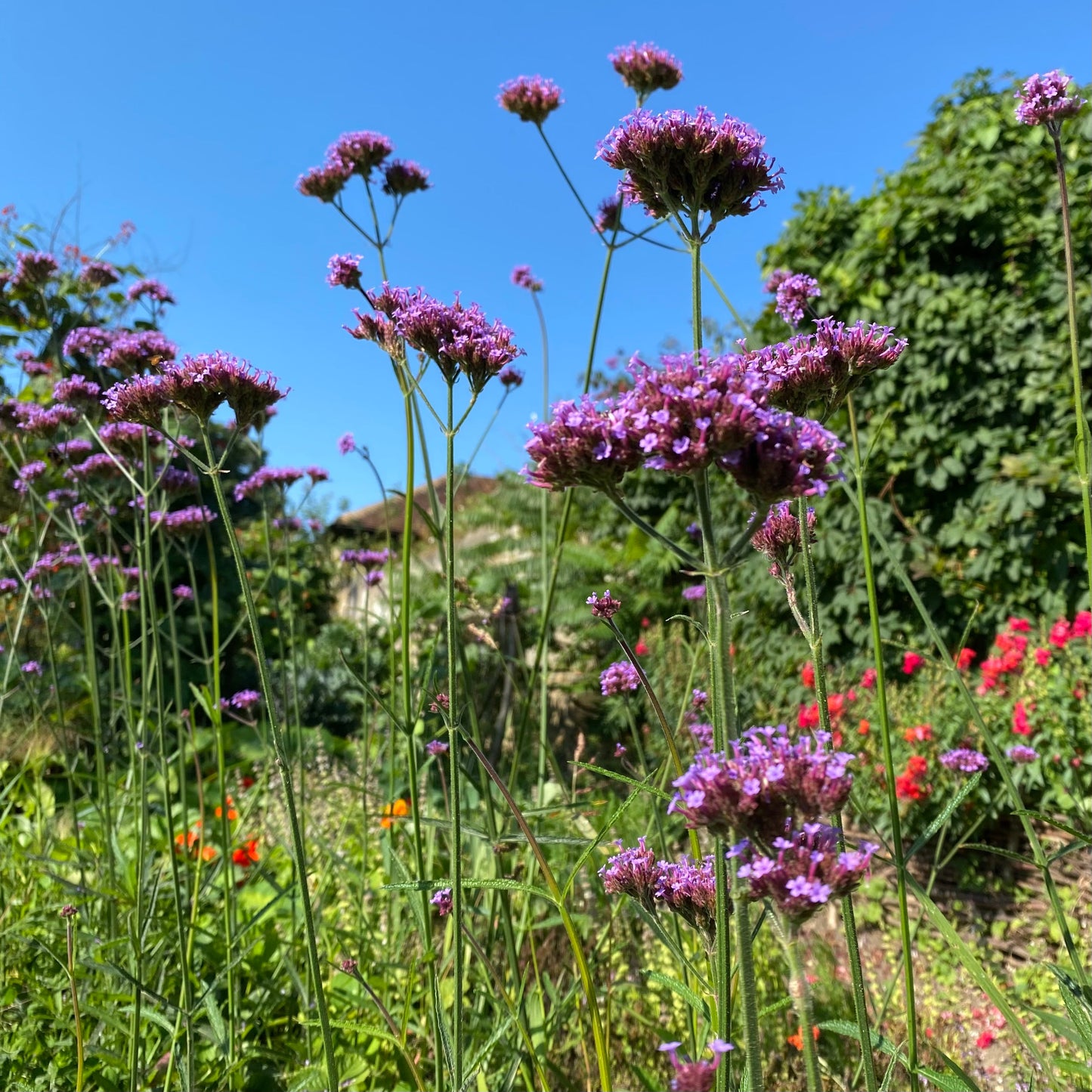 Verbena - VERBENA Bonariensis