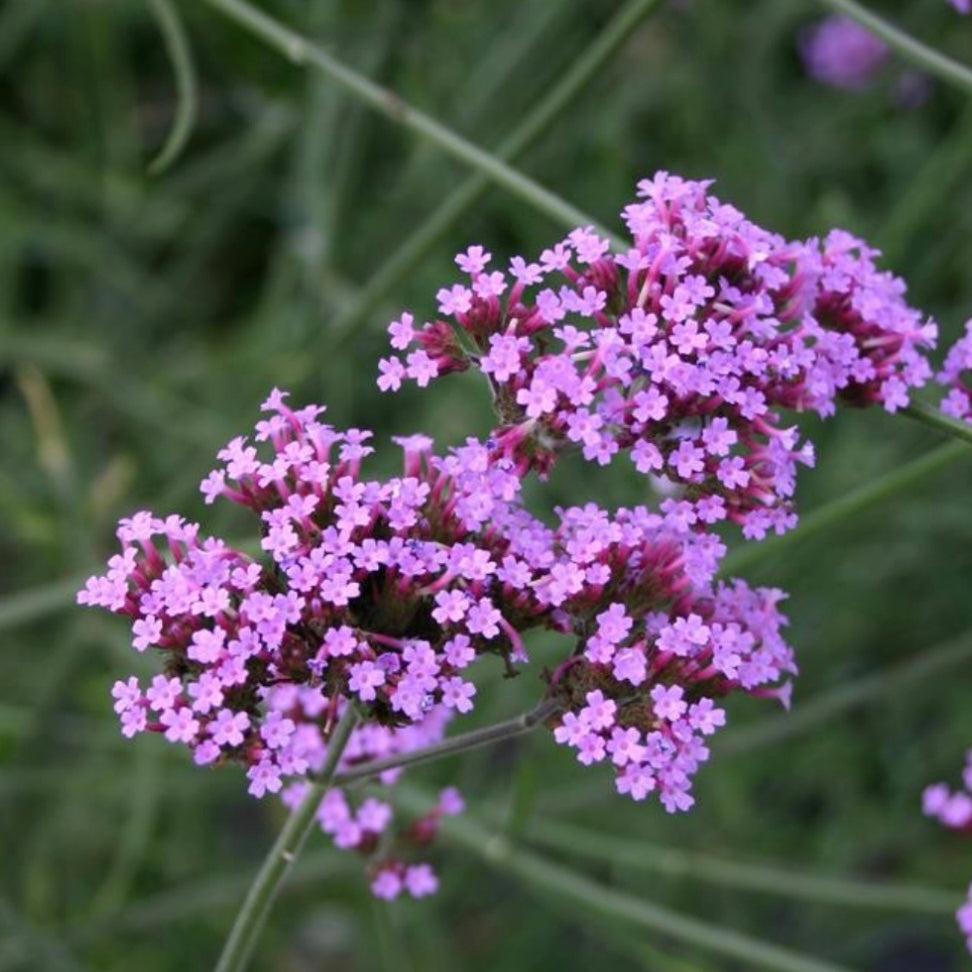 Verbena - VERBENA Bonariensis