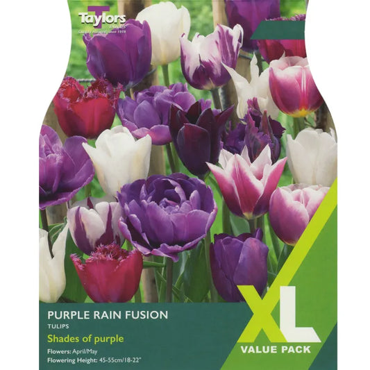 Tulip - Tulip Purple Rain Fusion