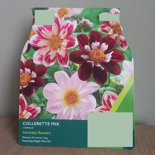 Dahlia - Collerette Mix Dahlia