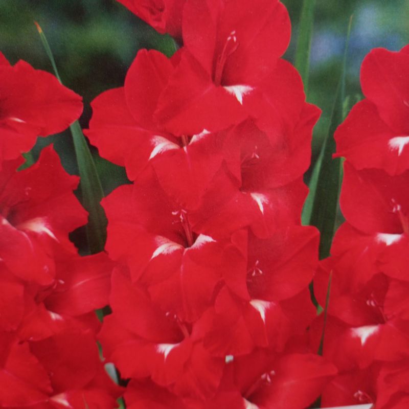 Traderhorn Gladioli/Gladiolus sword Lily (Scarlet)