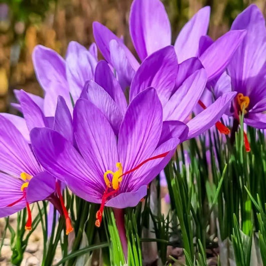 Saffron Crocus 'sativus' (Crocus)