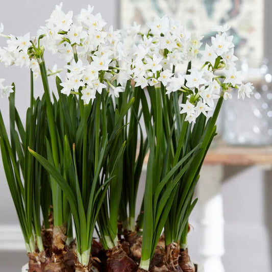 Daffodil (Narcissus) Paperwhite Ziva - Bulbs