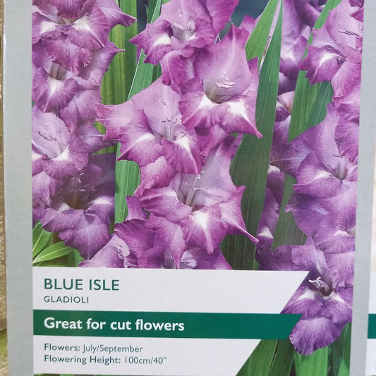 Blue Isle Gladioli/Gladiolus sword Lily