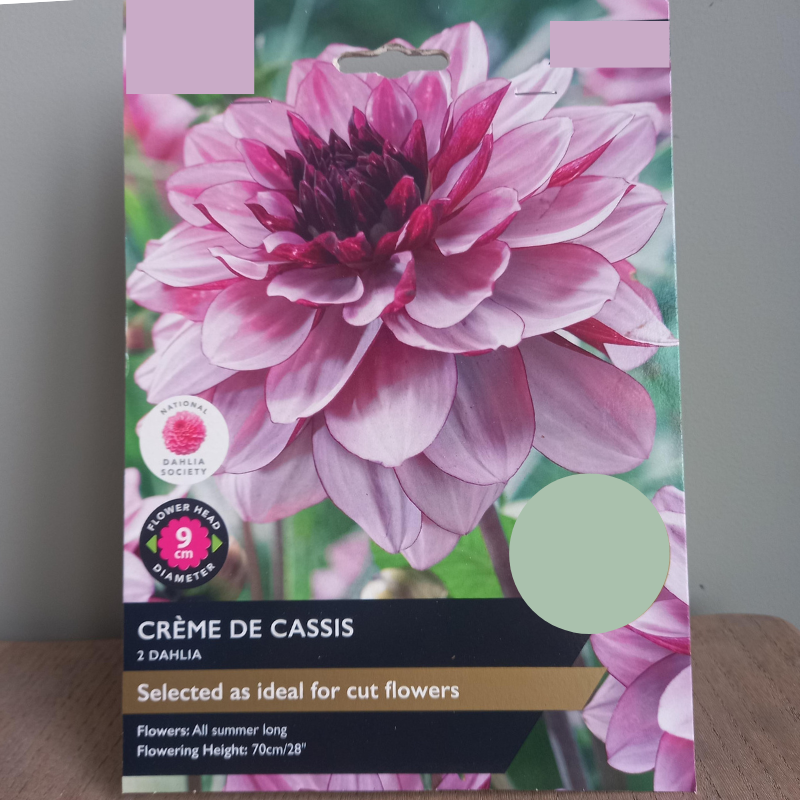 Dahlia - Crème de Cassis Dahlia