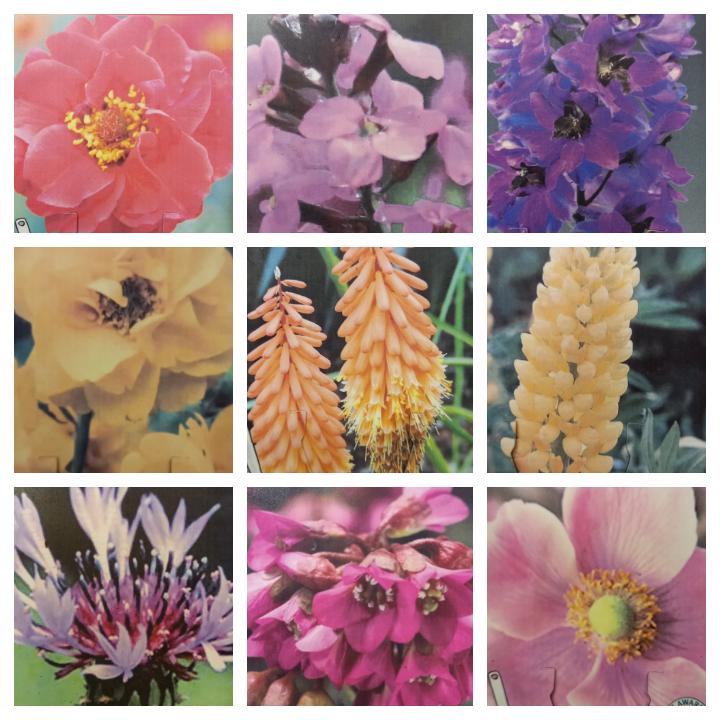 Hardy Cottage Garden Plants Perennial Collection Garden Ready Easy to Grow Selection of Our Choice Reliable Winter Hardy Plants