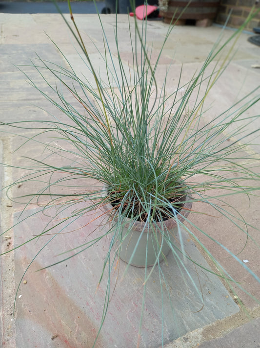 Festuca glauca Blue Fescue