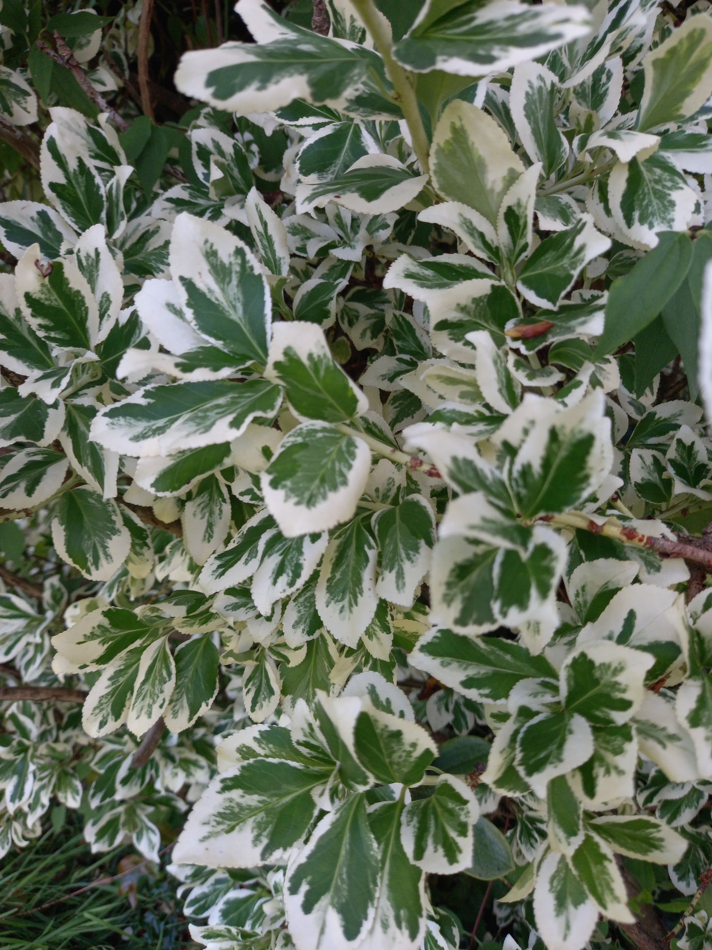 Euonymus fortunei 'Gaiety'  - syn. Euonymus fortunei 'Emerald Gaiety'