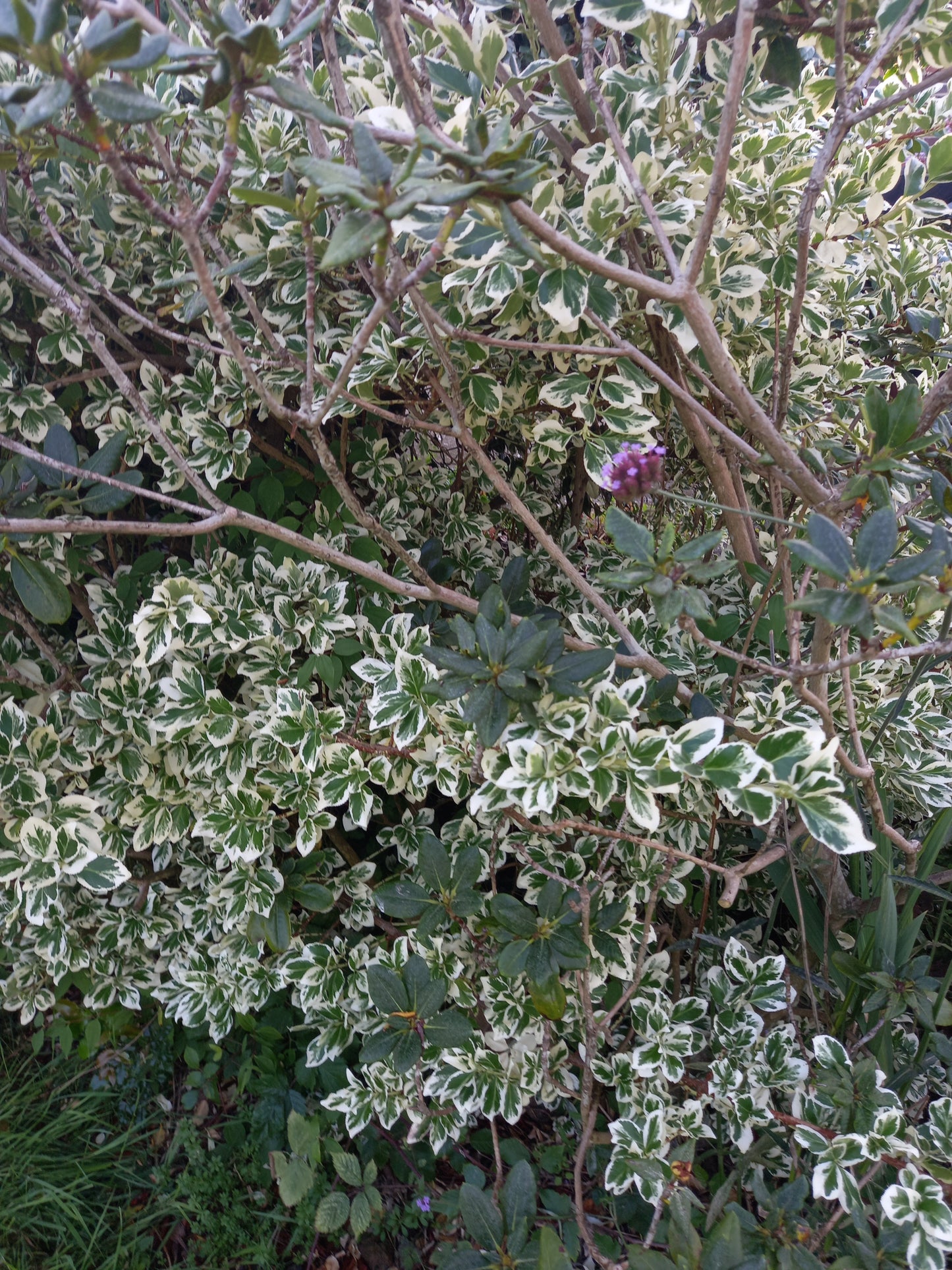 Euonymus fortunei 'Gaiety'  - syn. Euonymus fortunei 'Emerald Gaiety'