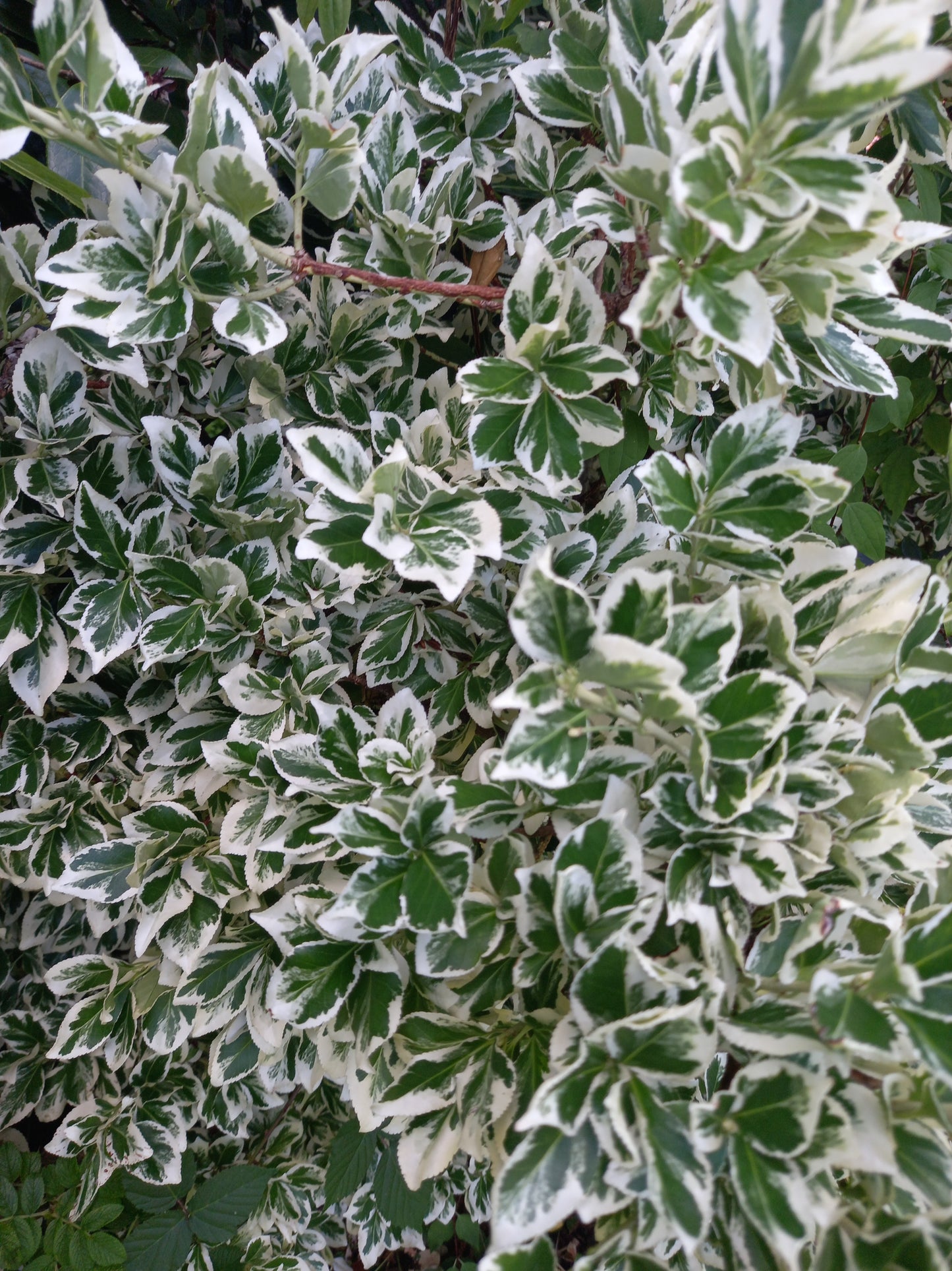 Euonymus fortunei 'Gaiety'  - syn. Euonymus fortunei 'Emerald Gaiety'