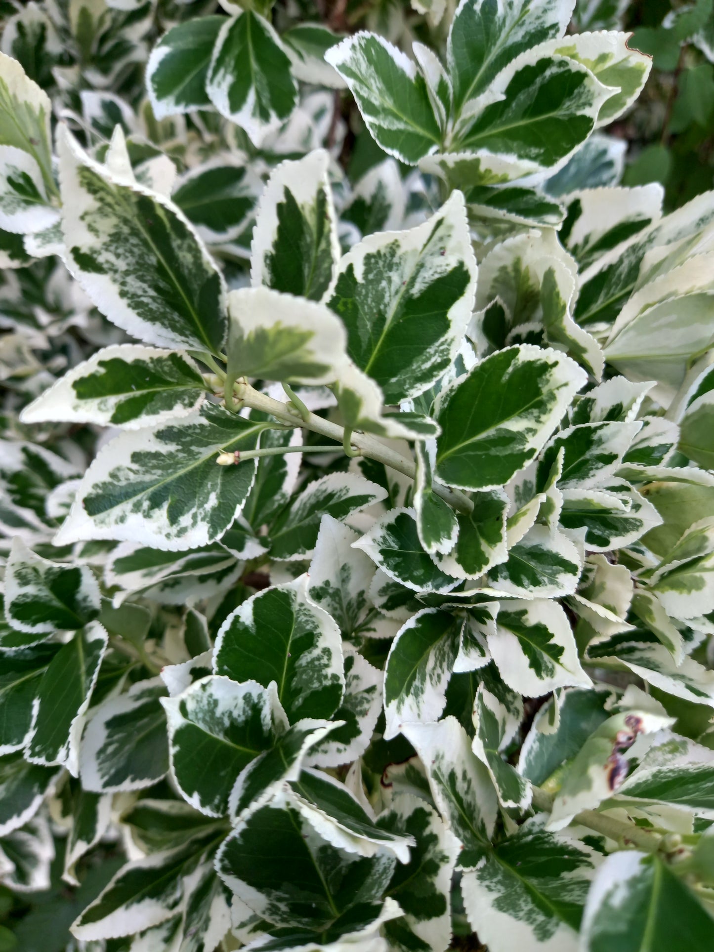 Euonymus fortunei 'Gaiety'  - syn. Euonymus fortunei 'Emerald Gaiety'