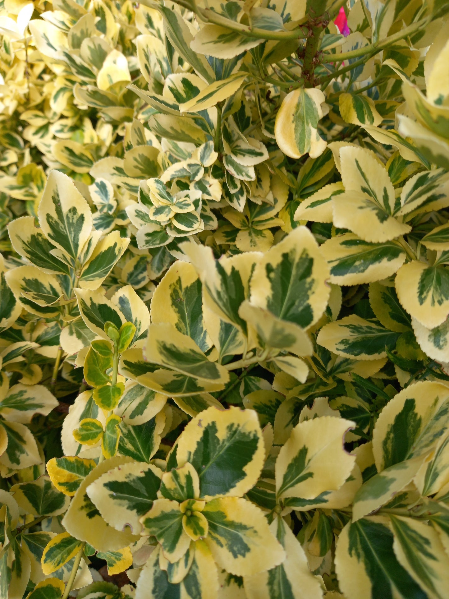 Euonymus fortunei 'Emerald 'n' Gold' Cottage Garden Perennial Shrub