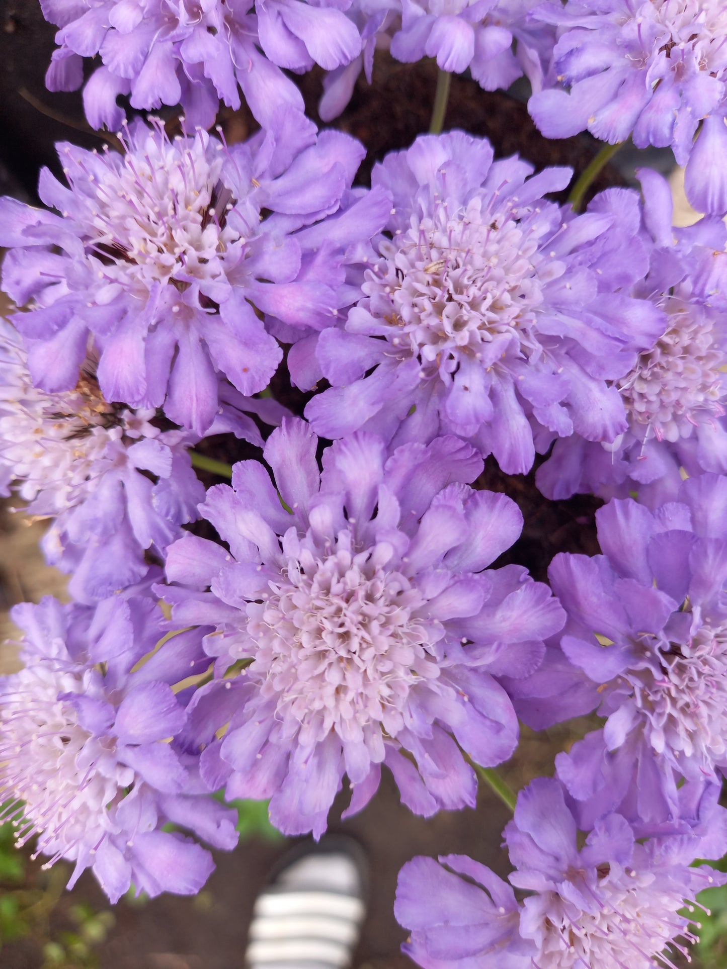 Scabious columbaria Butterfly Blue