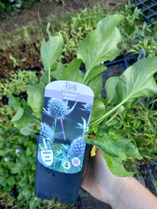 Eryngium Planum (Sea Holly)