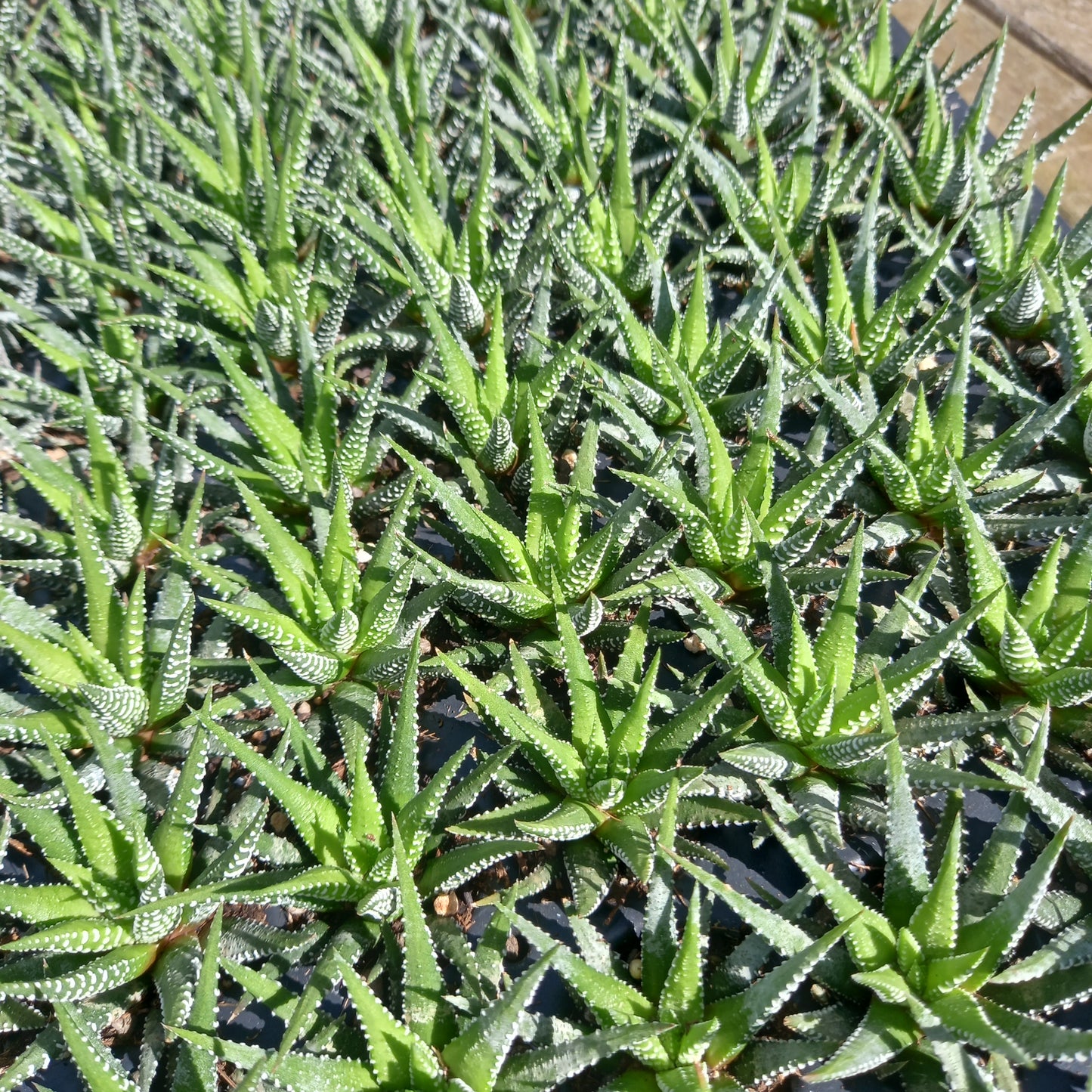Haworthia fasciata  - comm. Zebra Plant