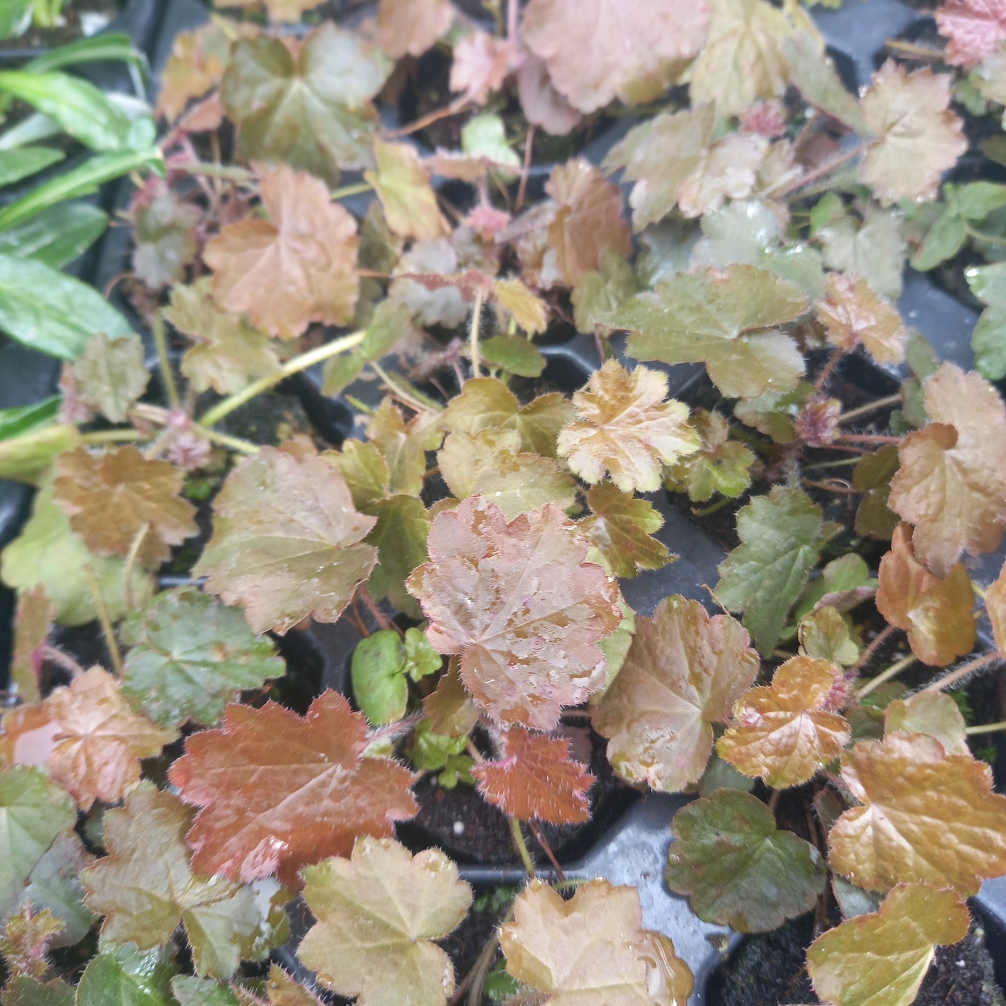 Heuchera micrantha 'Palace Purple'