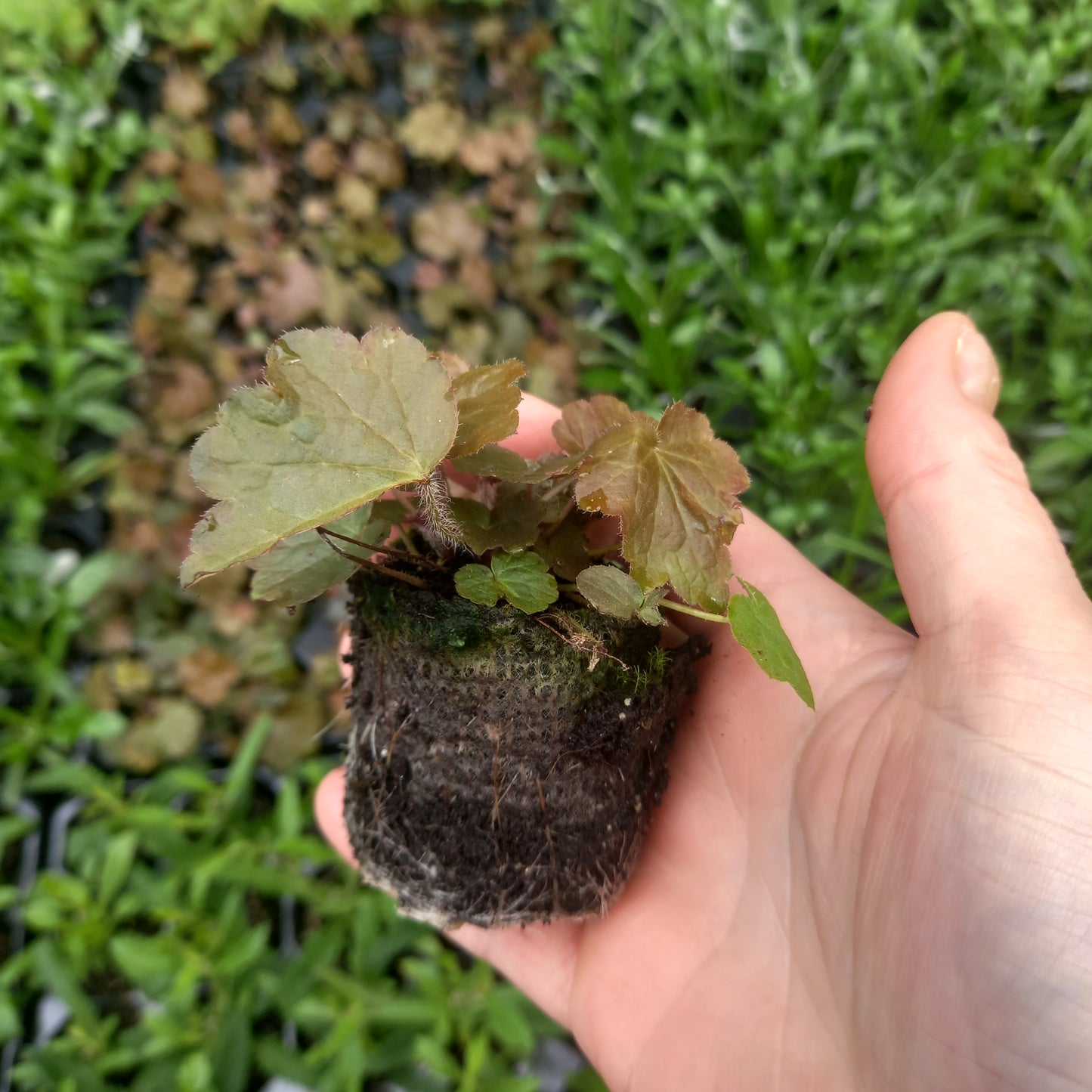 Heuchera micrantha 'Palace Purple'