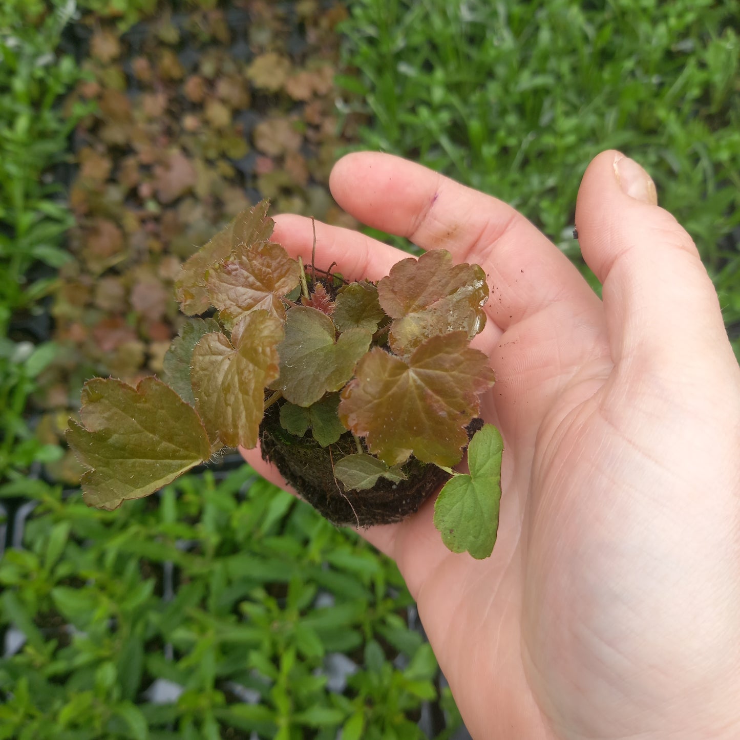 Heuchera micrantha 'Palace Purple'