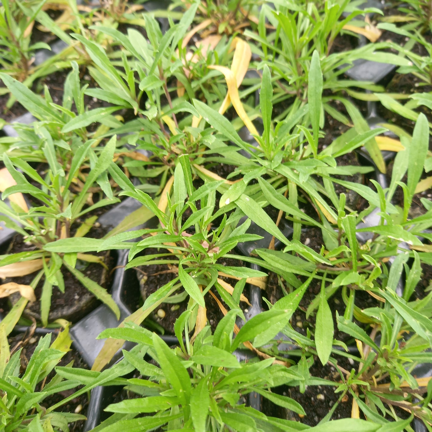 Wallflower, Perennial - ERYSIMUM "Apricot Twist"