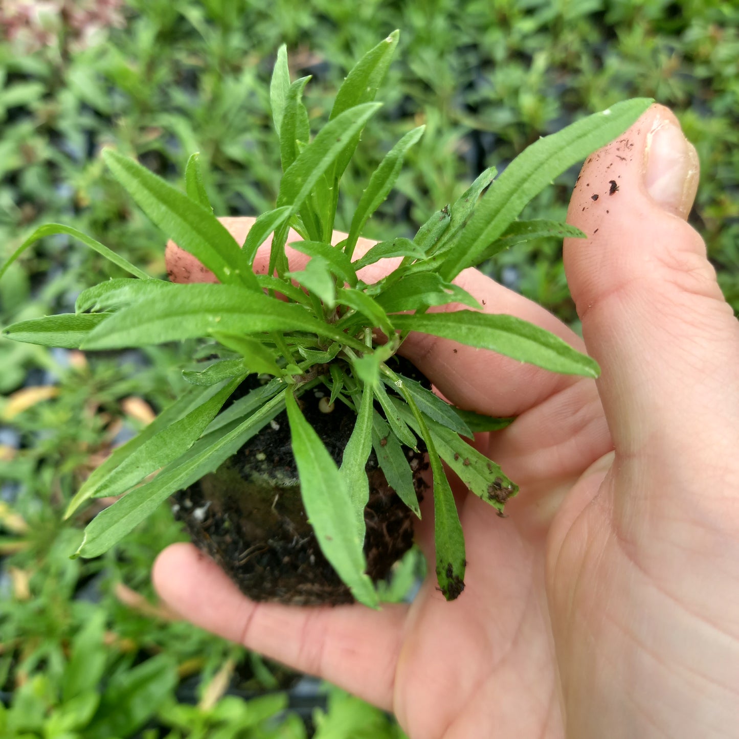 Wallflower, Perennial - ERYSIMUM "Apricot Twist"