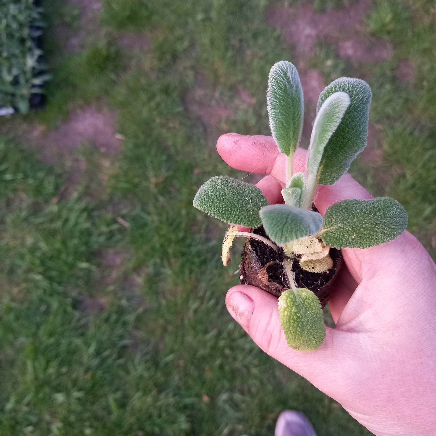 Lambs Ear - STACHYS byzantina 'Silver Carpet'