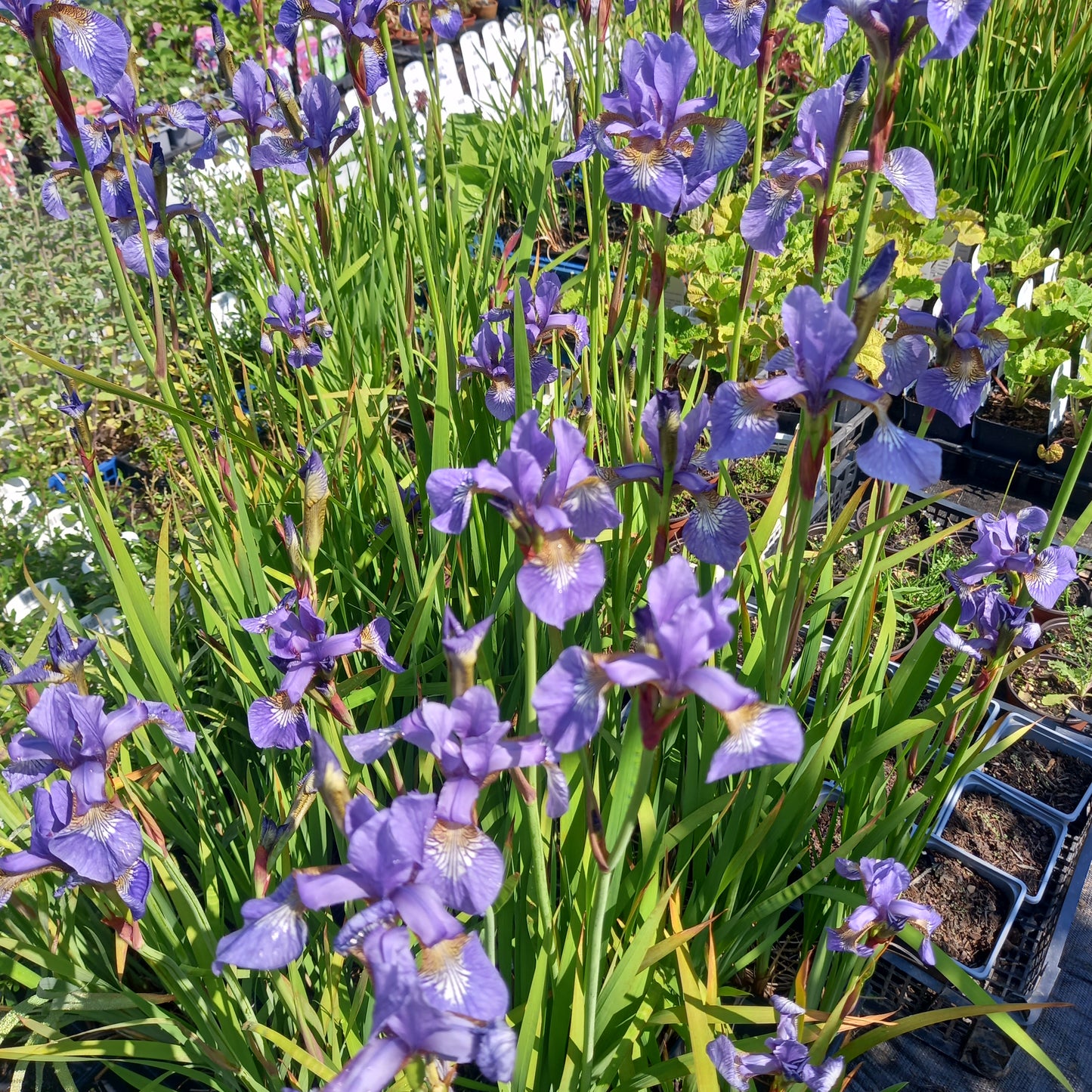 Iris sibirica - Siberian Iris, Plant in 9 cm Pots