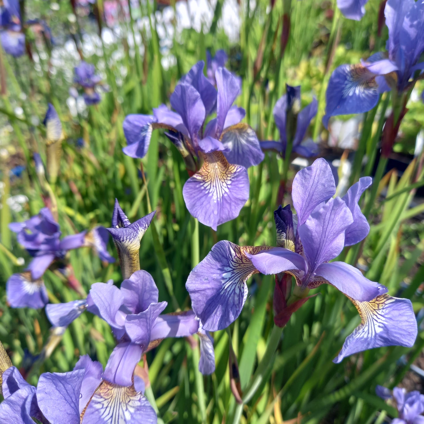 Iris sibirica - Siberian Iris, Plant in 9 cm Pots