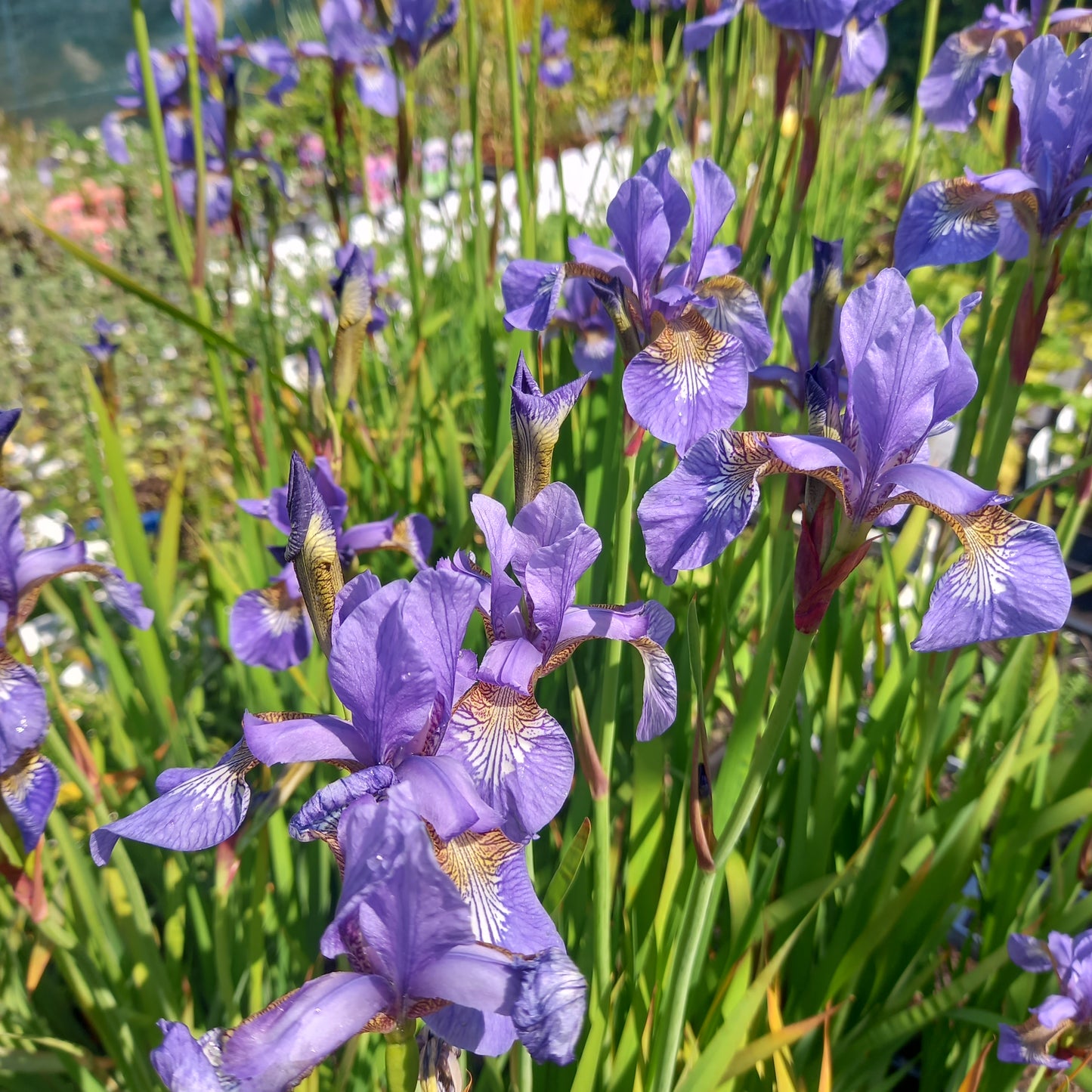 Iris sibirica - Siberian Iris, Plant in 9 cm Pots