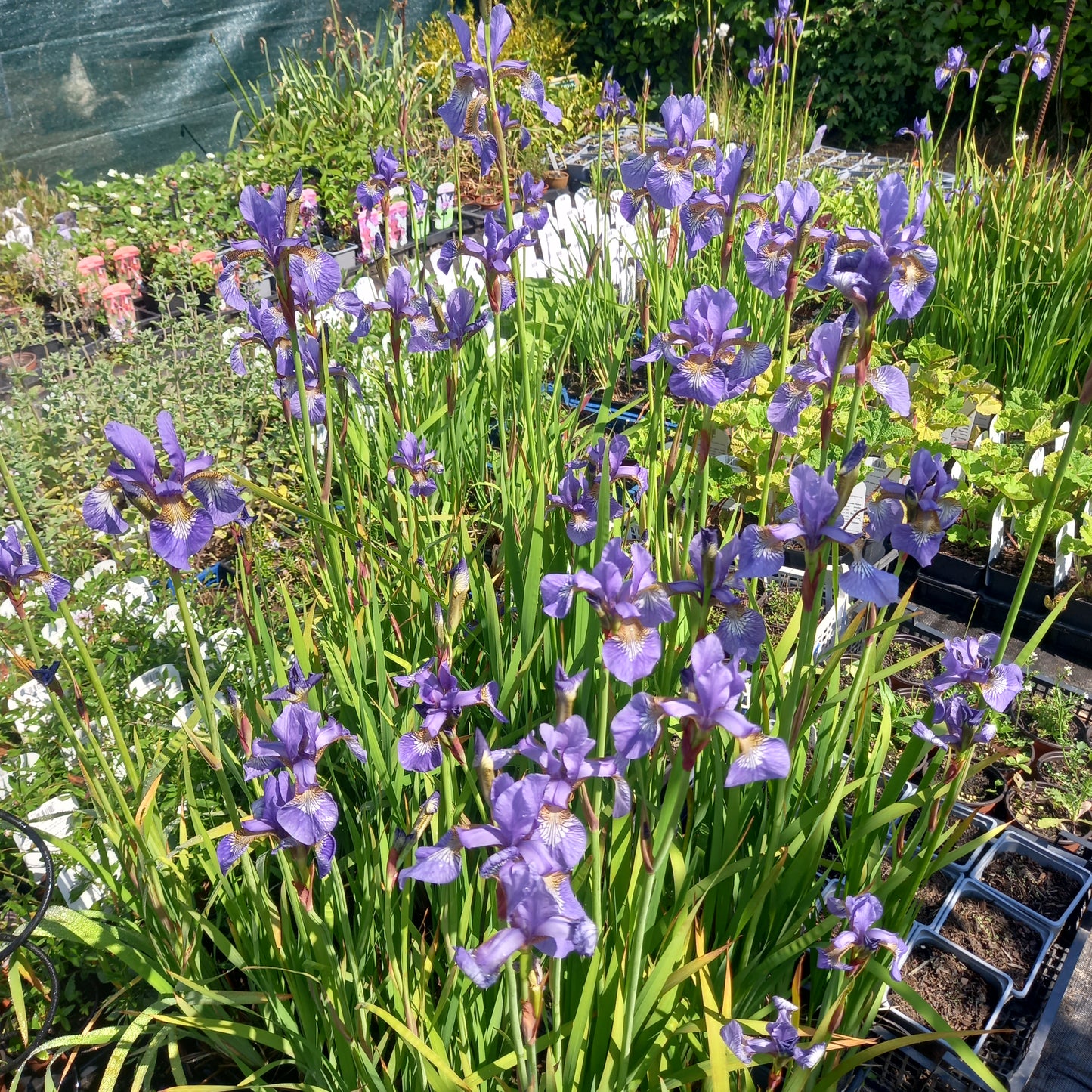 Iris sibirica - Siberian Iris, Plant in 9 cm Pots