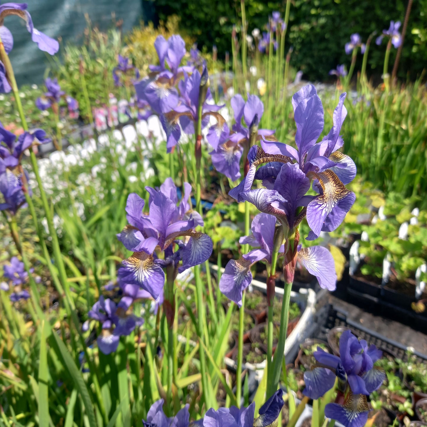 Iris sibirica - Siberian Iris, Plant in 9 cm Pots