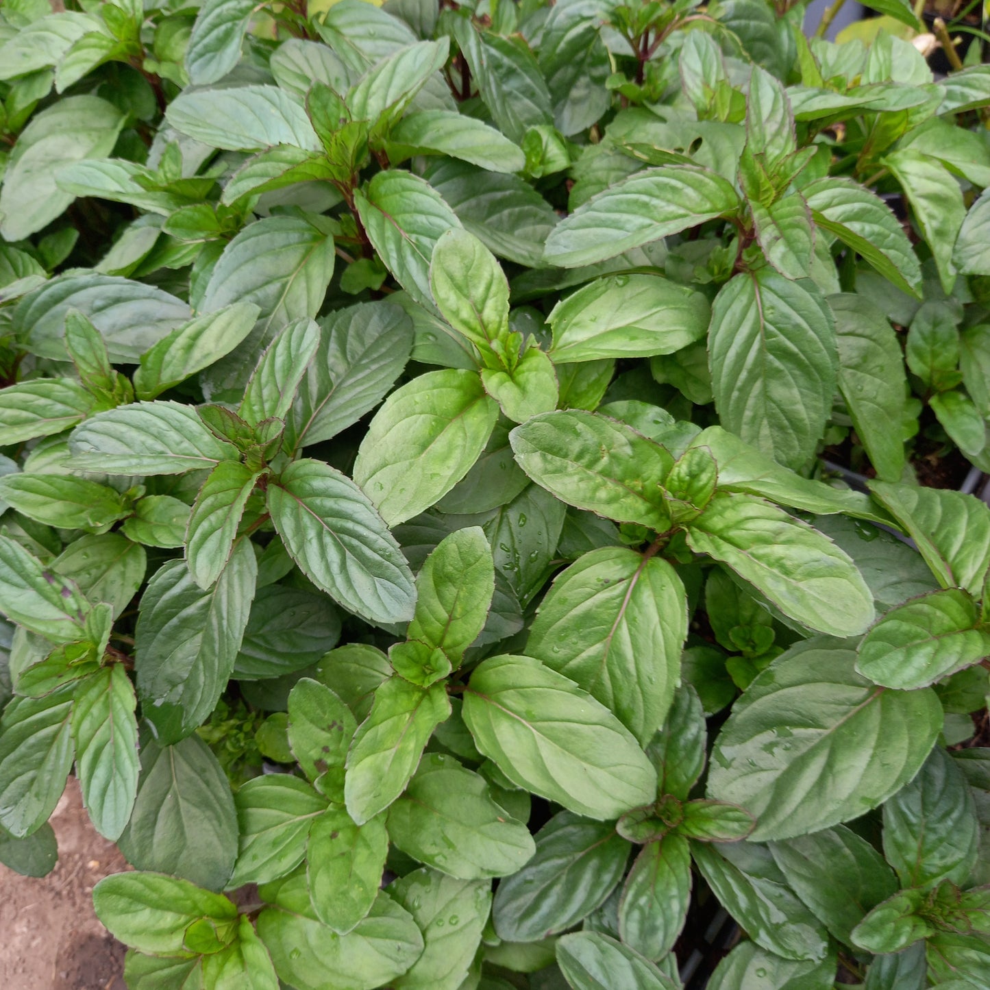 Basil Mint, Basil - MENTHA × PIPERITA f. citrata