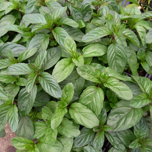 Basil Mint, Basil - MENTHA × PIPERITA f. citrata