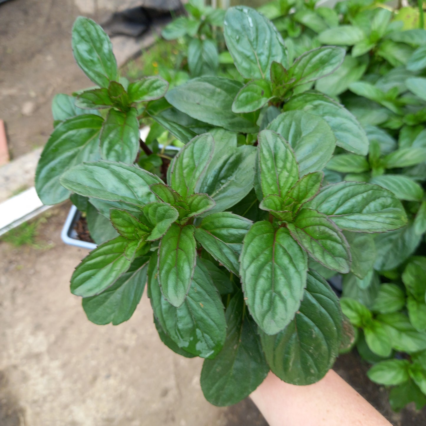 Basil Mint, Basil - MENTHA × PIPERITA f. citrata