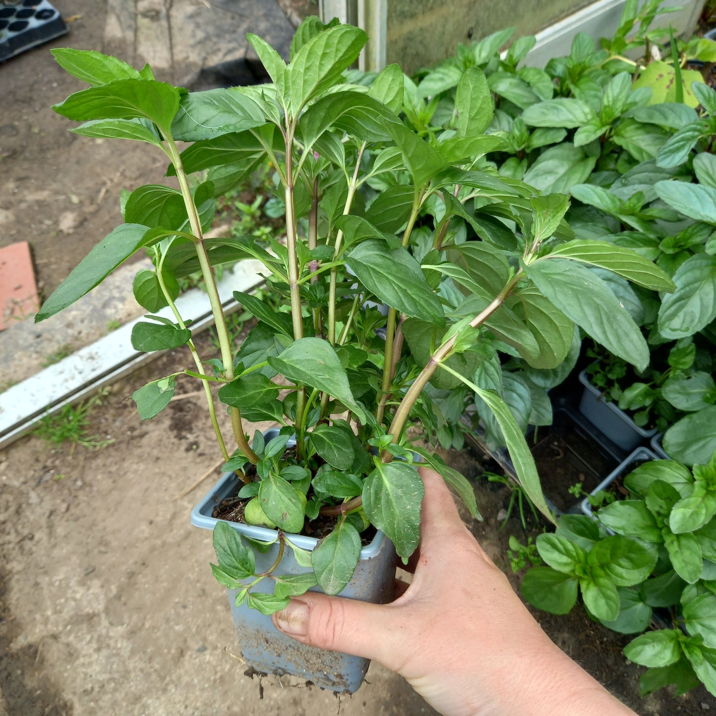 Basil Mint, Basil - MENTHA × PIPERITA f. citrata