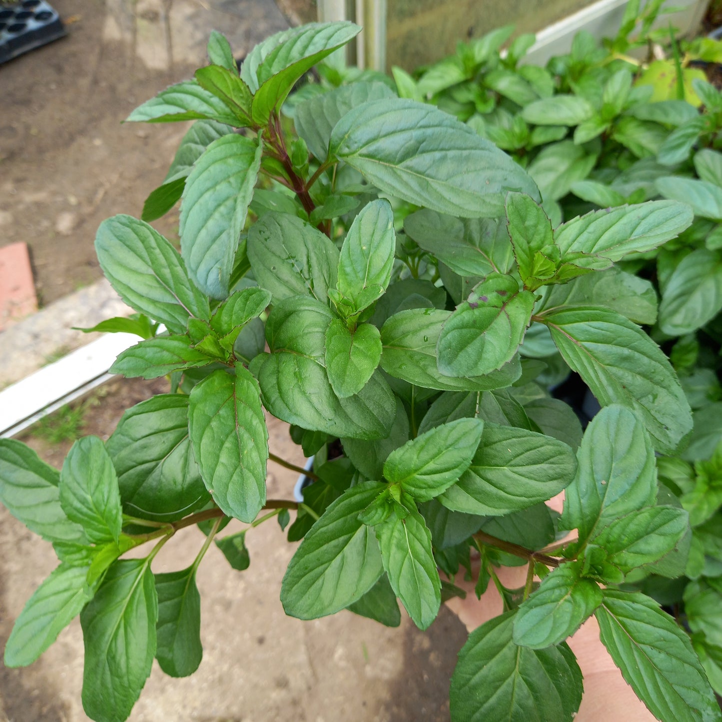 Basil Mint, Basil - MENTHA × PIPERITA f. citrata