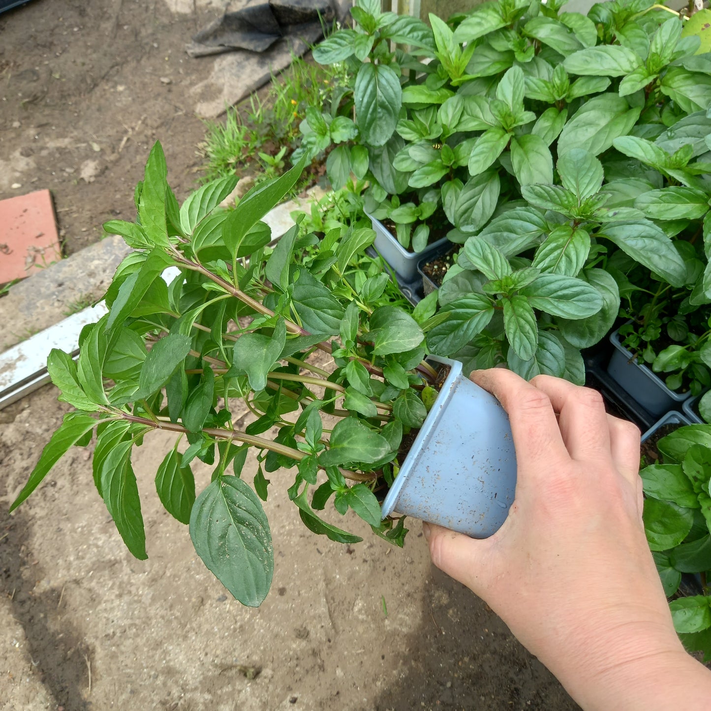 Basil Mint, Basil - MENTHA × PIPERITA f. citrata