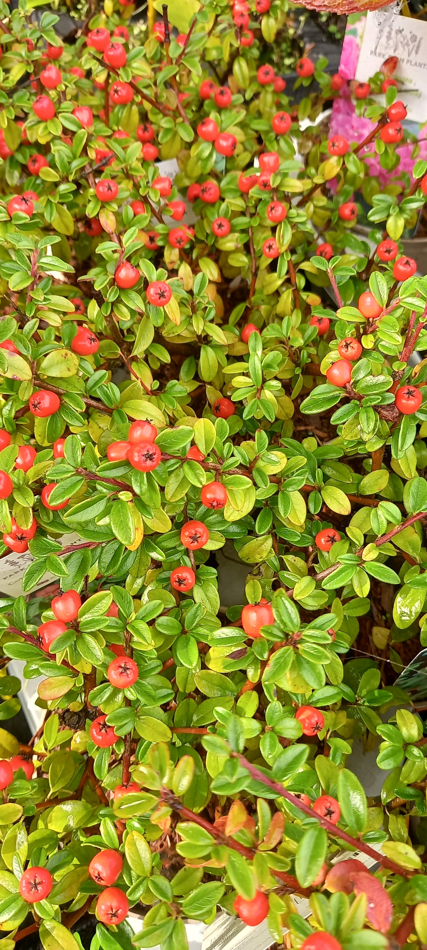 Cotoneaster x suecicus 'Coral Beauty'