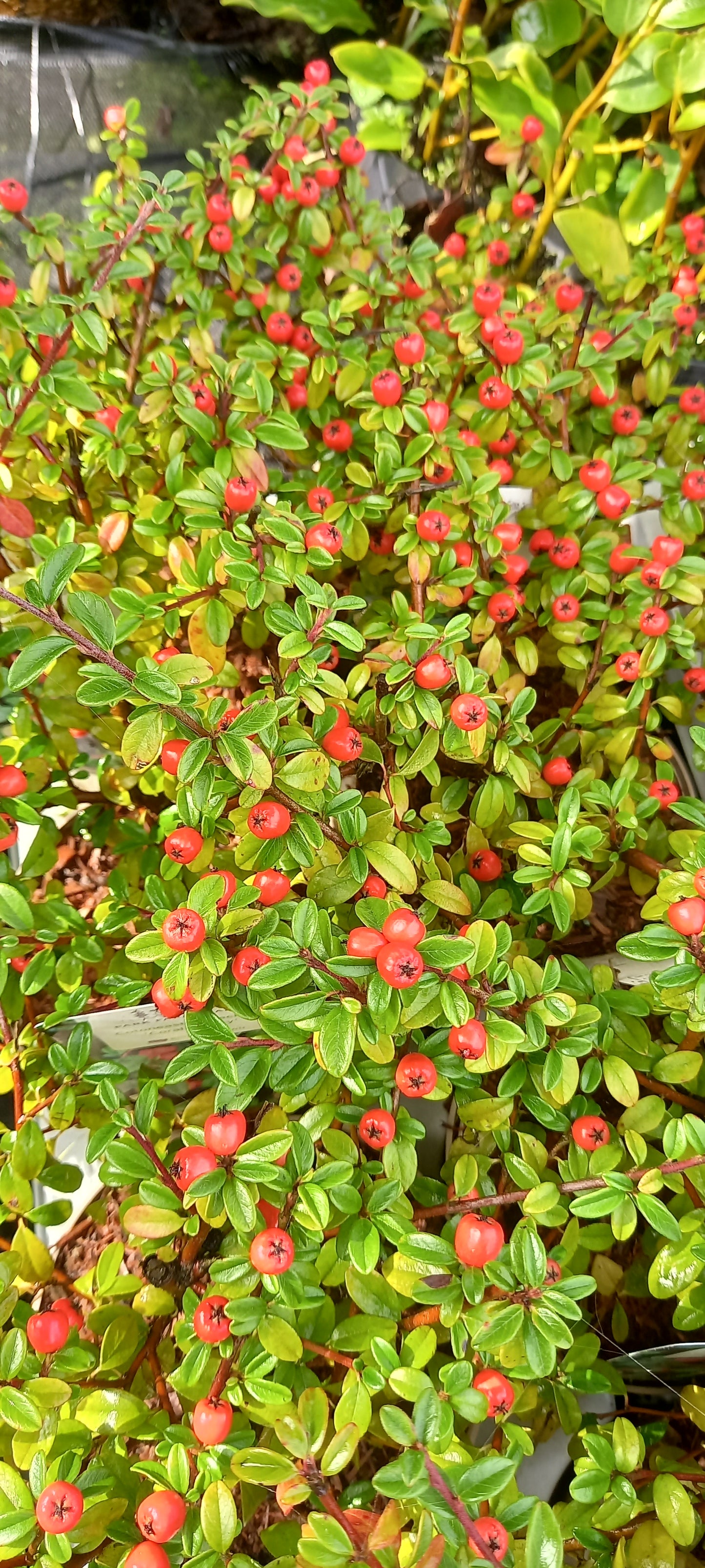 Cotoneaster x suecicus 'Coral Beauty'