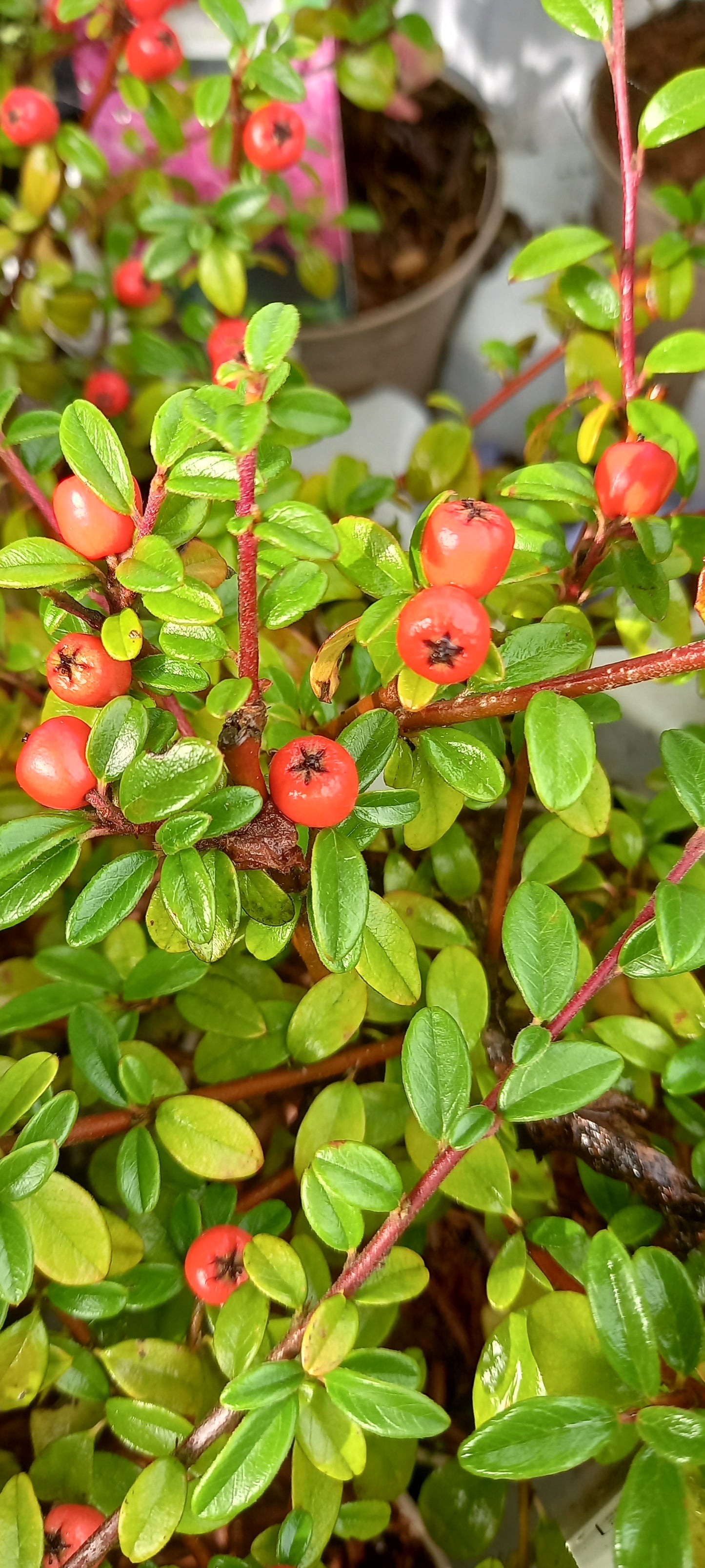 Cotoneaster x suecicus 'Coral Beauty'