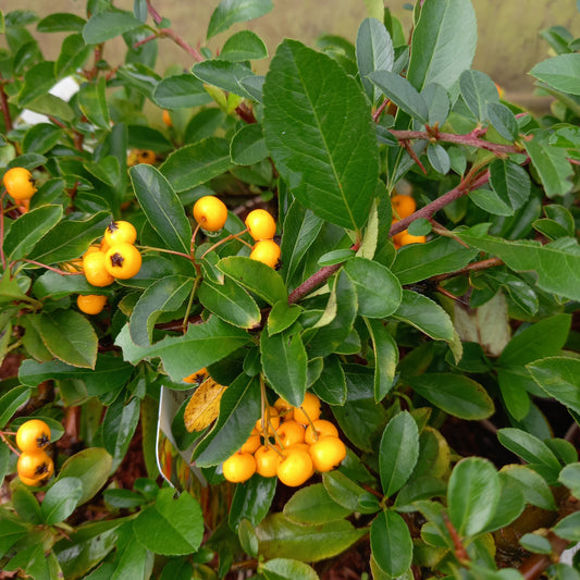 Pyracantha coccinea 'Soleil