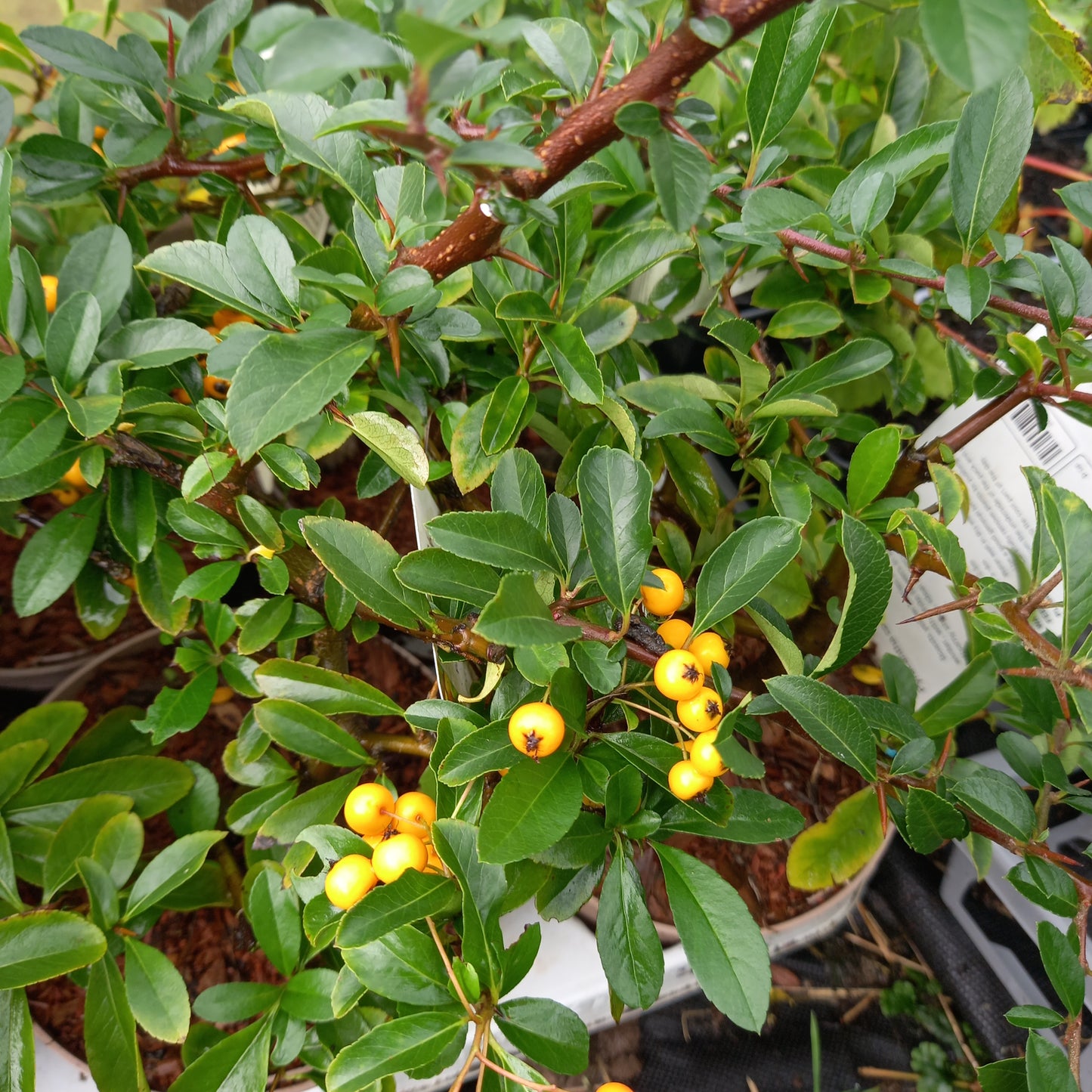 Pyracantha coccinea 'Soleil